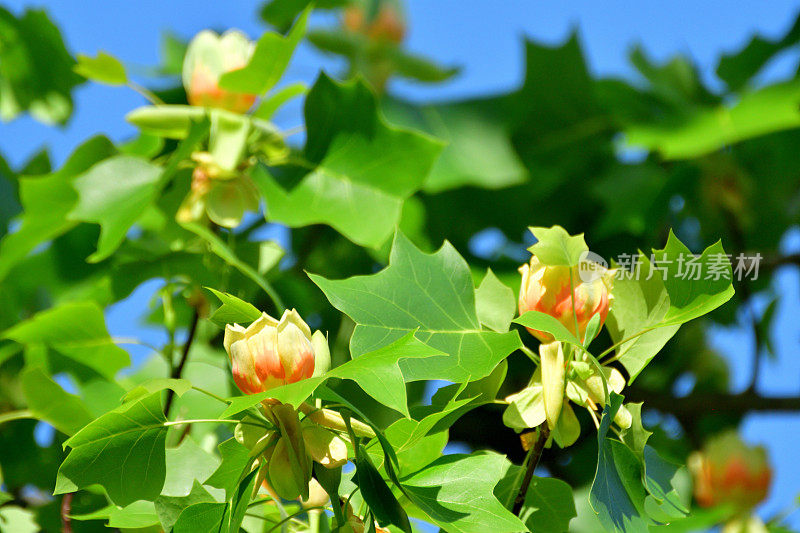 郁金香树花/鹅掌楸郁金香花